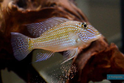 Satanoperca jurupari (Satanoperca jurupari) – 6-7 cm