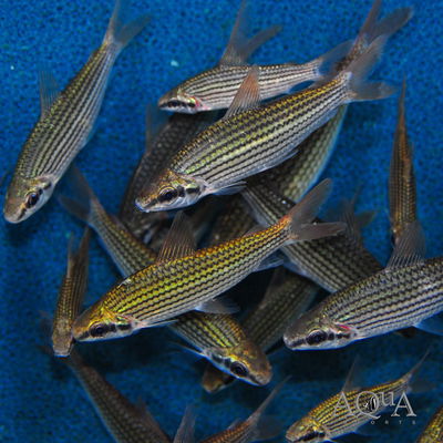 Coporitos dorado Falso Chilodus (Cyphocharax multilineatus) – 8-10 cm