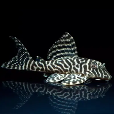 Pleco King Tiger L66 (Hypancistrus seideli) – 5-6 cm