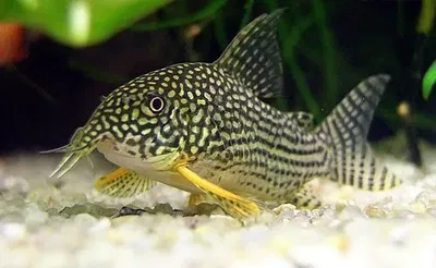 Corydoras sterbai (Corydoras sterbai) – 3 cm