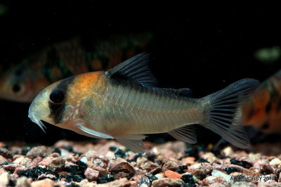 Corydoras Adolfoi (Corydoras adolfoi) – 2.5 cm