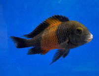 Tropheous sp. Bemba Orange 3cm