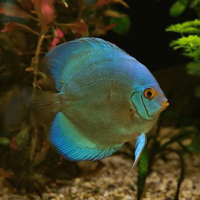Discus Cobalt Blue – 6 cm