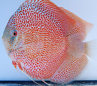 Discus Red Scarlet Snake – 7-8 cm
