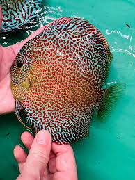 Discus Super King Viper – 7 cm