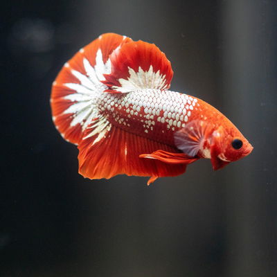 Betta Macho Fancy Cooper Plakat - Gde