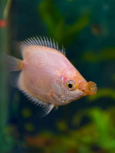 Besador Albine/Panda (Helostoma sp) – 5-6 cm