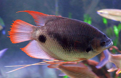 Giant gourami red tail (Osphronemus laticlavius) – 20 cm