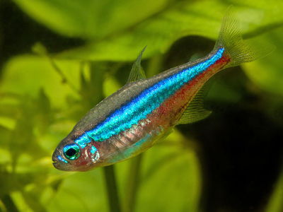 Tetra Verde Neon (Paracheirodon simulans) – 2 cm