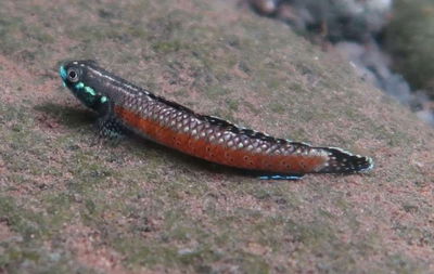 Gobio red dragon / red neón (Stiphodon ornatus) – 7-8 cm