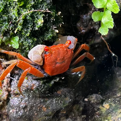 Cangrejo Carnival Orange 