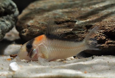 Corydoras Adolfoi (Corydoras adolfoi) – Jumbo