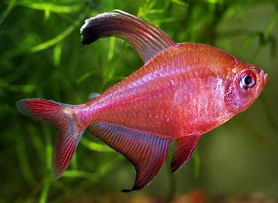 Tetra roberty (Hyphessobrycon robertsi) – XL