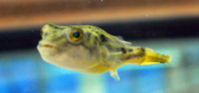 Puffer Fahaka (Tetraodon fahaka) – 4 cm