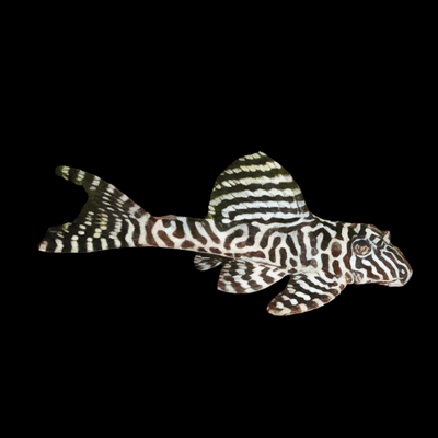 Pleco L236 Special White (Hypancistrus sp.) – 7-8 cm