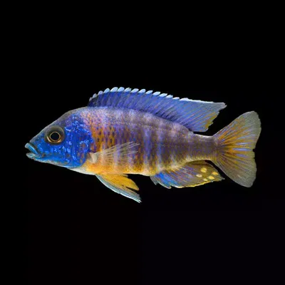 Aulonocara hansbaenschi Red Neck (machos) 6cm