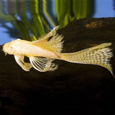 Ancistrus albino velífero (Ancistrus sp.) – 3-3.5 cm