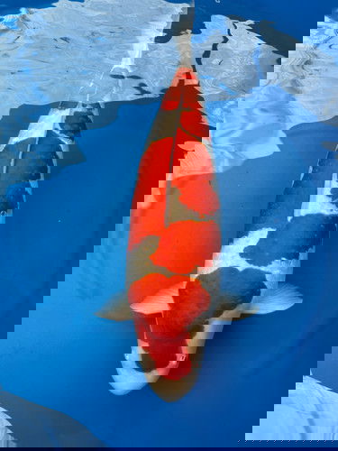 Koi Kohaku Japon (Cyprinus carpio) – 25-30 cm