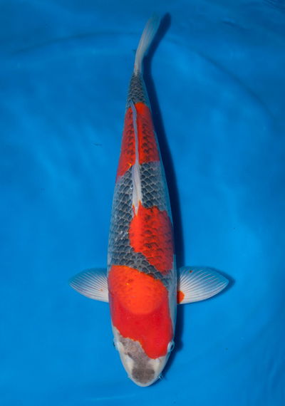 Koi Goshiki (Cyprinus carpio) – 25-30 cm
