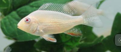Geophagus Heckelli Albino (Geophagus heckelli var) – 3,5 cm