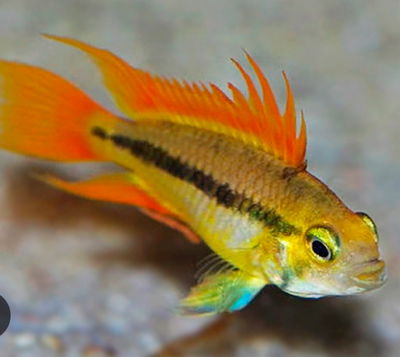 Apistograma cacatuoide mega Orange (Apistogramma cacatuoides var) – 3 cm