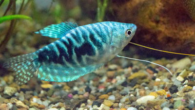 Tricho Snake Blue 6cm