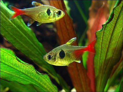 Tetra Yellow Panthom Redtail (Megalamphodus roseus) – M