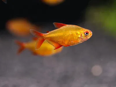 Tetra limón Orange (Hyphessobrycon pulchripinnis orange) – Med+