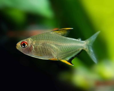 Tetra limón (Hyphessobrycon pulchripinnis) – Med