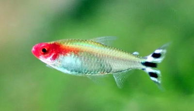 Borrachito – Petitella georgiae – Med/Gde