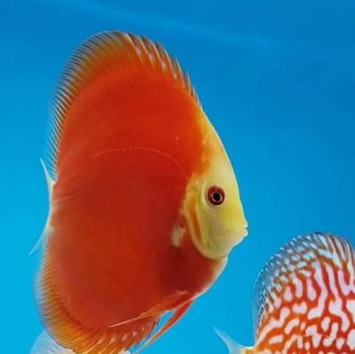 Discus Red Golden Diamond – 7-8 cm