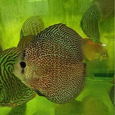 Discus Leopard Pantera – 7-8 cm