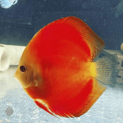 Discus Red Melon - 7 cm
