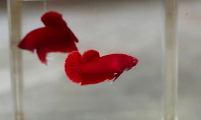 Betta Super Red Plakat Macho – Med