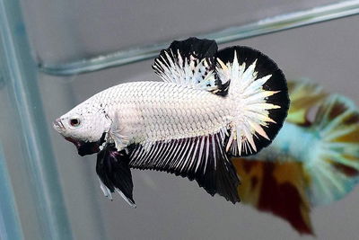 Betta PK Dragon Koi Platino – Med