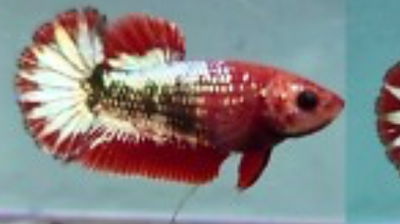 Betta Hembra Fancy Cooper Plakat – Gde