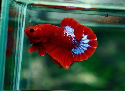 Betta Hellboy Grade A (casal) – Med