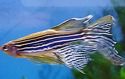Cebra Velifera Rayada (Brachydanio rerio var.) Med/Gde