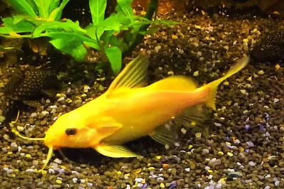 Synodontis Yellow Panda (Synodontis nigrita) 6-7 cm