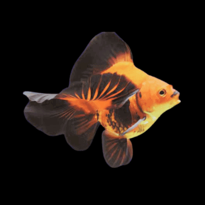 Goldfish Tricolor / Red Jelly 8-10 cm