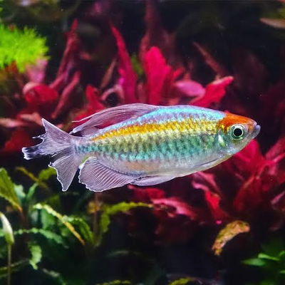 Tetra Congo – Phenacogrammus interruptus – 3 cm