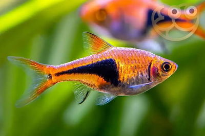 Rasbora Harlequin – Rasbora heteromorpha – Med