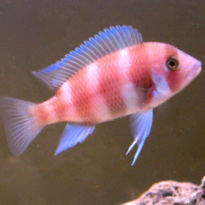 Cyphotilapia frontosa red 3cm