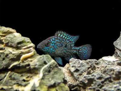 Texas Super Blue (Herichthys escondido) – 4 cm