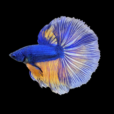 Betta Halfmoon Blue Mustard Grado A macho – Med
