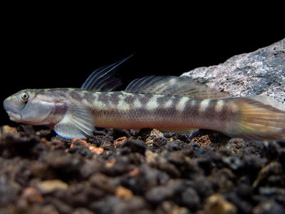 Gobio Mountain Red-tailed – Sicyopterus lagocephalus – 7-8 cm