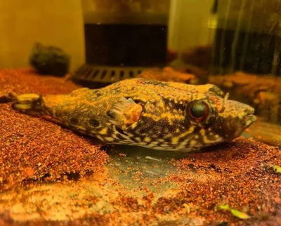 Humpback Puffer (Pao palembangensis) 10-11 cm