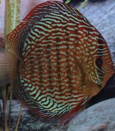 Discus Scribble Snake – 7-8 cm