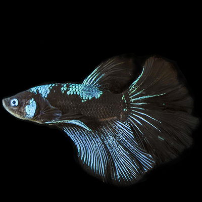 Betta Avatar Blue Casal – Gde