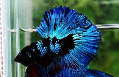 Betta Avatar Nebula Casal – Gde